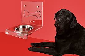 Why won t my dog eat her food. Why Is My Dog Afraid Of Its Food Bowl Pet Carrier Verdict
