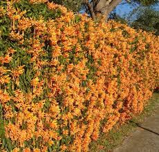 Pyrostegia Venusta Bigonia Venustra Plants Evergreen Climbers Creepers