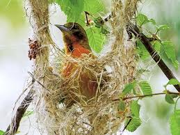 They are black on the back, wings and tail, orange on the underparts. The Female Oriole Weaves A Nest Birdnote