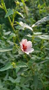 Image result for Pavonia clathrata