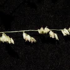 Image result for Eragrostis echinochloidea