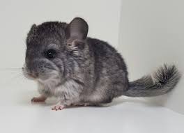 Contact british shorthair schoenweg chinchilla kittens in florida on messenger. Home