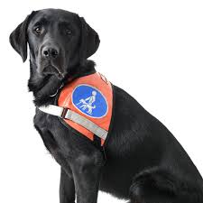 Even if you say it's a support you actually want to register them as a service dog. The Number Of Fake Emotional Support Dogs Is Exploding Why Pets The Guardian