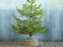 Check spelling or type a new query. Easy Decorating Ideas 5 Alternatives To Christmas Tree Skirts Apartment Therapy
