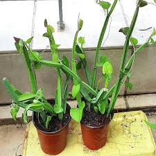 Image result for Cissus quadrangularis