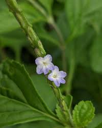 Image result for Stachytarpheta cayennensis