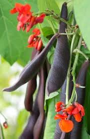 Image result for Phaseolus coccineus