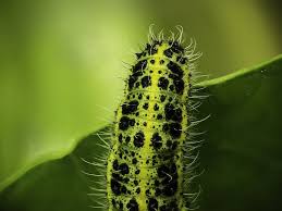 Cabbage White Butterfly Caterpillar White Butterfly Caterpillar Butterfly