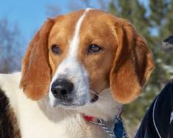Check spelling or type a new query. Pet Of The Week Tad A Charming Beagle Would Love A Companion Dog Lakeville Mn Patch