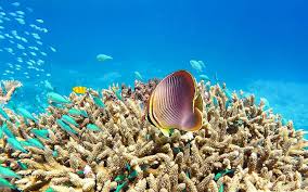 10 Iconic Australian Tourist Attractions Australia Attractions Here at australian tales we've put together a list and an australia tourism video to show you in glorious colour of what we believe they are. 10 iconic australian tourist