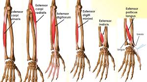 Reverse Barbell Curl Nasil Yapilir Fitnessandbeast