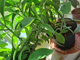 Image result for Kleinia abyssinica