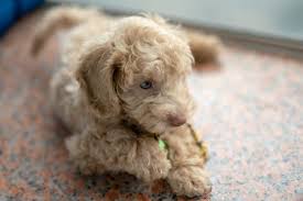 По onze изтегляне ап бен някога. Zo Herken Je Een Broodfokker Het Beste Voor Je Pup