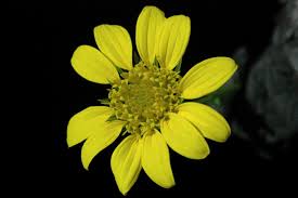 Image result for Calostephane