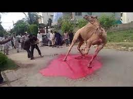 Chapal house camel qurbani 2018. Camel Slaughter Youtube