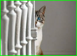  Kucing Sering Sembunyi Apa Penyebabnya Kucing Anak Kucing Kucing Siam