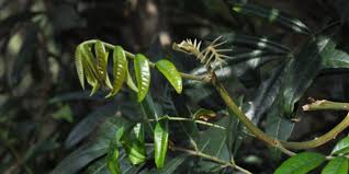 Image result for Thunbergia dregeana