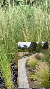 Image result for Sorghastrum stipoides