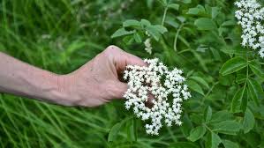 Beyond beautifying your landscape, here are other health benefits of gardening. 10 Elderflower Recipes And Remedies