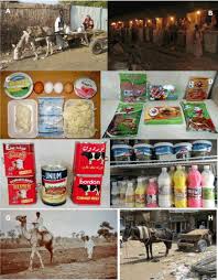 Anthrax mainly affects livestock and wild game. Livestock In The Republic Of The Sudan Policies Production Problems And Possibilities