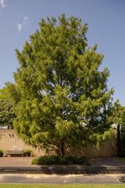Image result for Taxodium
