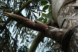 Image result for Caryota urens