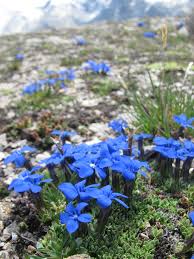 Image result for Gentianaceae