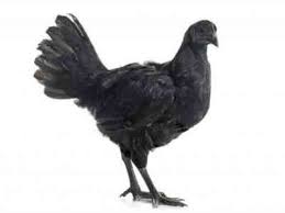 Maybe you would like to learn more about one of these? Breed Of Chickens Ayam Tsemani Farmer
