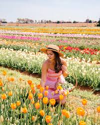 Check spelling or type a new query. 9 Things To Know Before Visiting Texas Tulips In Pilot Point