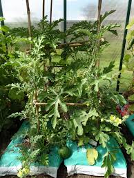 Watermelon seed germination watermelons are warm weather plants and the soil temperature needs to be 65 degrees or above for seeds to germinate. How To Grow Watermelon In The Uk Dreamley