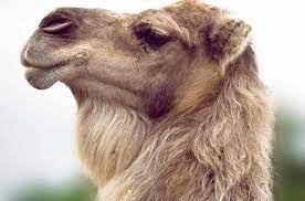 One might want to put 'riding a camel' on their bucket list. Camel Fur Inspires An Electricity Free Cooling Material