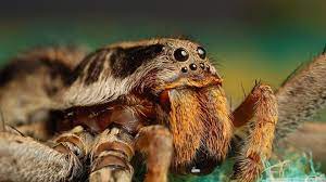 Rather it means all images submitted are of a specific resolution compatible with a playstation platform (2160p for ps4 pro, 1080p for ps4/ps3, 544p for vita). Download Spider Wallpaper Gallery 1920 1080 Spider Wallpaper 42 Wallpapers Adorable Wallpapers Nasekomye Zhivotnye Galapagosskie Ostrova