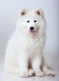 Today, the samoyed is moderately popular in the united states and can be seen in many dog shows across the country. Shiba Inu Samoyed Mix Facts And Information My First Shiba Inu