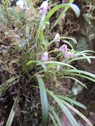 Image result for Polystachya vulcanica