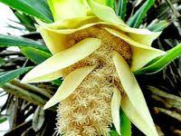 Dahlia —perennial flowers that bloom from spring to fall. 8 Assamese Flowers Ideas Flowers Plants Flowering Trees