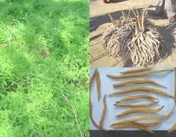 Image result for Asparagus racemosus