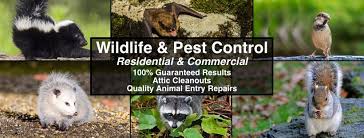 At graham's lawn & pest, we'll tell those annoying complete commercial pest control. Batpro Animal Control Llc Home Facebook