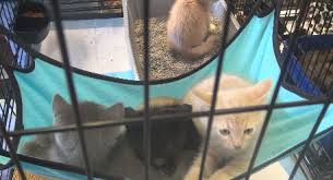 You can also submit an application, and we can set up a meet and greet with a dog or cat listed on our website. Pet Store Hosts Cat Adoption Event