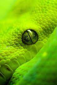 Pin By Todd Gould On Nature Snake Animals Beautiful Beautiful Snakes