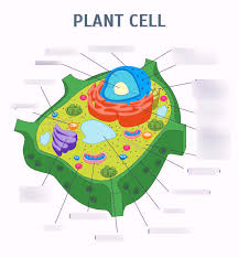 They are cells that have a distinct nucleus and other cellular organelles enclosed within a membrane and thus are eukaryotic in origin. Plant Cell Parts Holler S Honors Biology Part B Diagram Quizlet