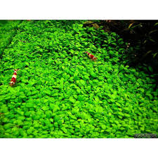 Image result for Glossostelma