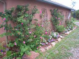 I tried my best to find flowers can be planted across the united states, or have regional cultivars designed for different my butterfly bush in a pot attracted hummingbirds bees and butterflies. Ben Joanne S Garden In Rural New Mexico Finegardening