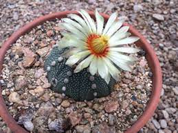 Plant database entry for texas star cactus (astrophytum asterias) with 19 images, one comment, and 18 data details. Astrophytum Asterias Star Cactus Native Plants Of North America