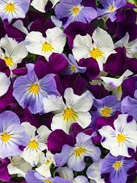Check out our purple flower pot selection for the very best in unique or custom, handmade pieces from our planters & pots shops. Top Purple Annual Flowers For Your Garden Hgtv