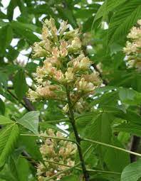 The canopy or crown of the horsechestnut tree is round/oval in shape. Aesculus X Arnoldiana Autumn Splendor Spring Grove Nursery