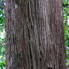 Image result for Podocarpus latifolius