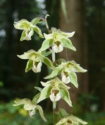 Image result for Epipactis africana