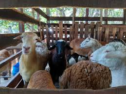 Senang kata, kalau tekong ni kita tarik, yang lain mesti ikot. Kambing Biri Biri Home Facebook
