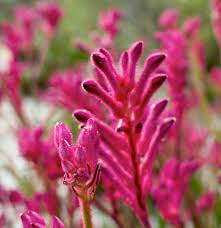 We did not find results for: 40 Flowers That Start With T Home Stratosphere