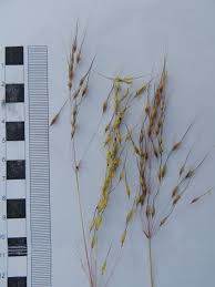 Image result for Chrysopogon